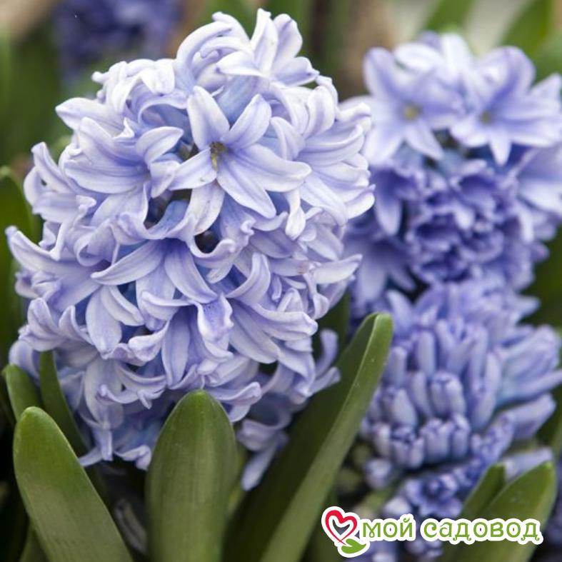 Гиацинт Делфт Блю