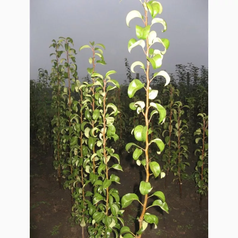 Груша Аврора